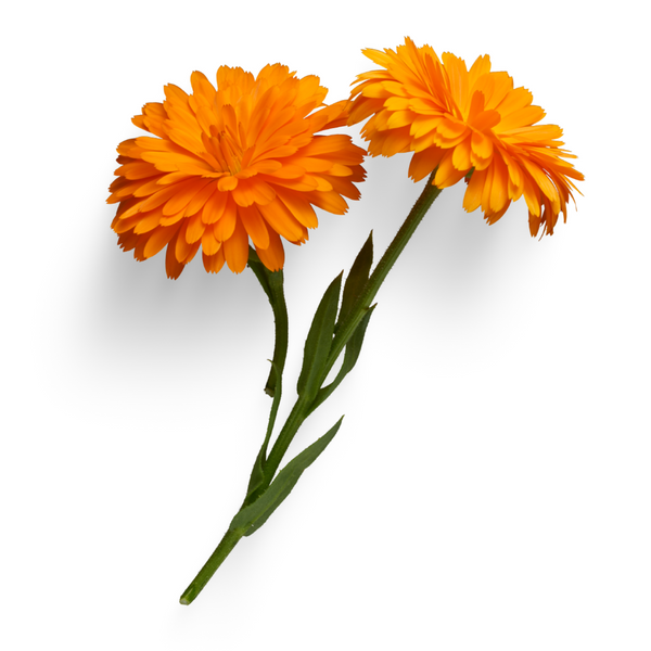 Calendula Flower Dried Whole 1oz