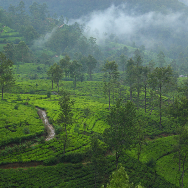 Ceylon Tea from Sri Lanka 1 oz