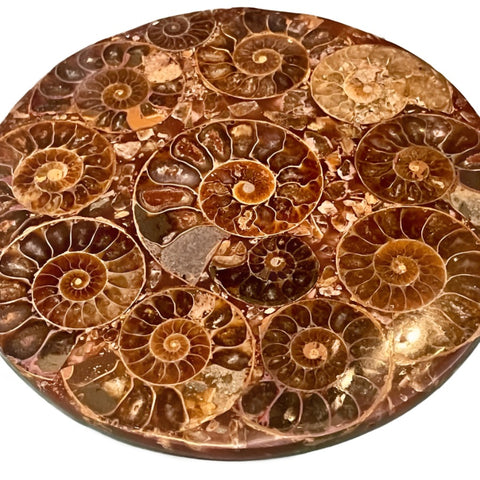 Ammonite Inlaid 5 inch Round Coaster | Altar Tile