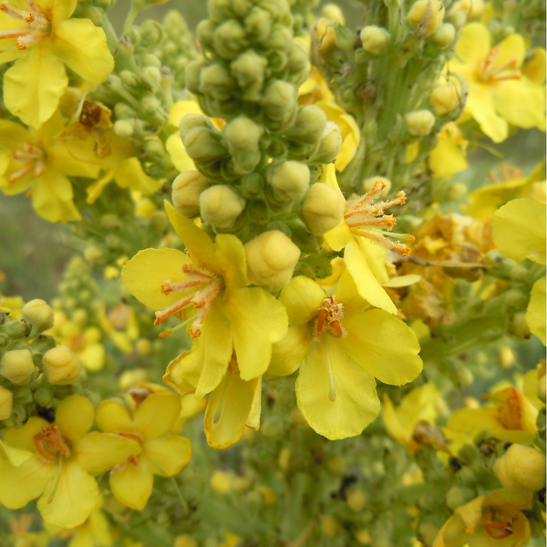 Mullein flower 