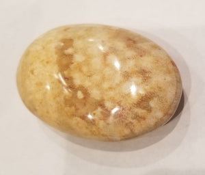 Fossil coral Palm stone
