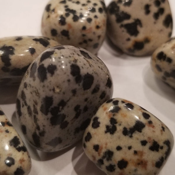 Dalmation Jasper Tumbled Pocket Stone