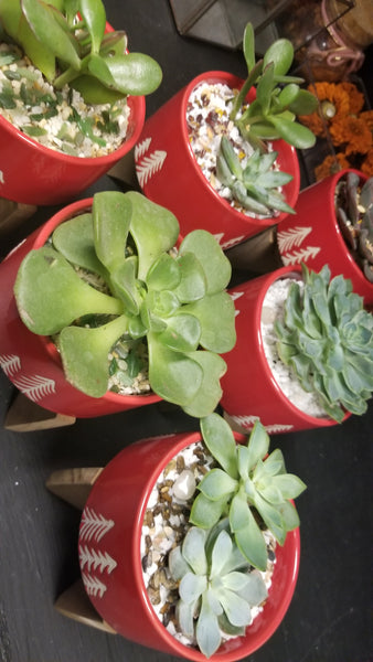 Assorted Succulent arrangements in wood base red holiday pots