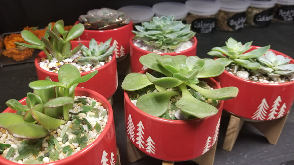 Assorted Succulent arrangements in wood base red holiday pots