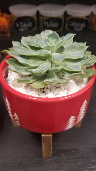 Assorted Succulent arrangements in wood base red holiday pots