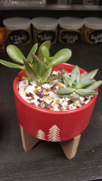 Assorted Succulent arrangements in wood base red holiday pots