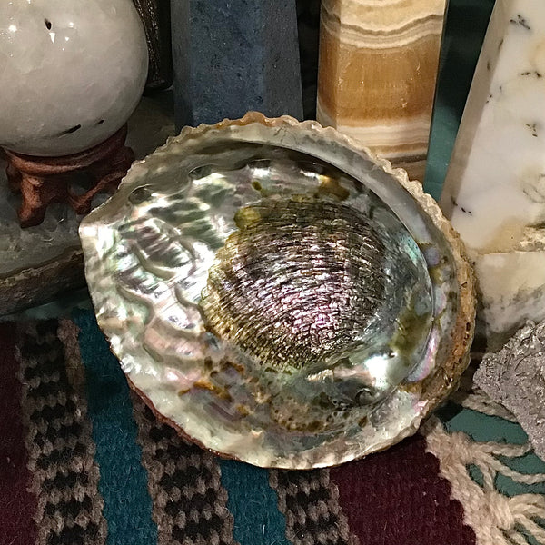 Abalone Shell 4 to 5 Inch Light Color