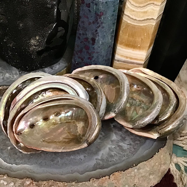 Abalone Color Shell 3 Inch