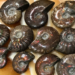 Rainbow Fossilized Ammonite