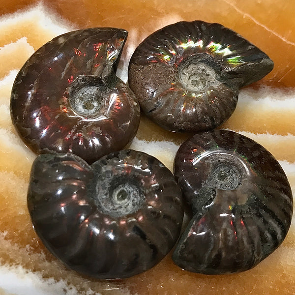 Rainbow Fossilized Ammonite