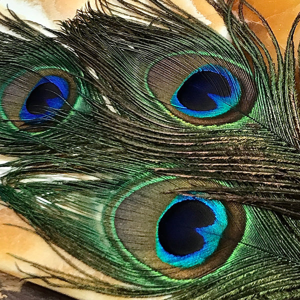 Natural Peacock Feather - 9 to 10 Inches long