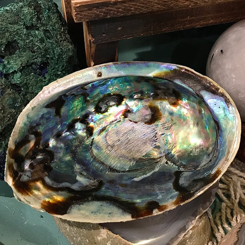 5 to 6 Inch Natural Abalone Color Shell