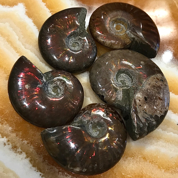 Rainbow Fossilized Ammonite