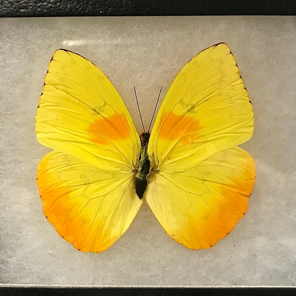 Barred Sulphur Butterfly from Peru