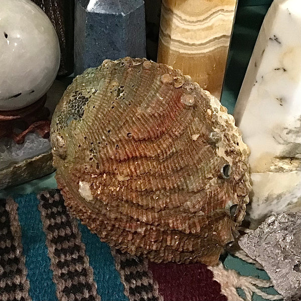 Abalone Shell 4 to 5 Inch Light Color
