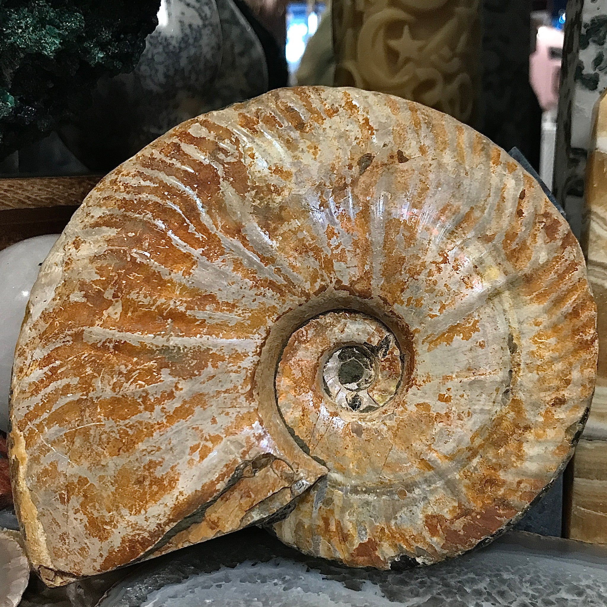 Ammonite with Dendrites 4.5 Inch