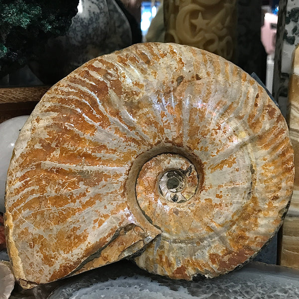 Ammonite with Dendrites 4.5 Inch