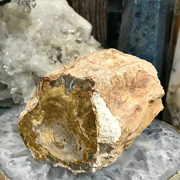 Petrified Wood Stump