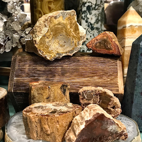 Petrified Wood Stump