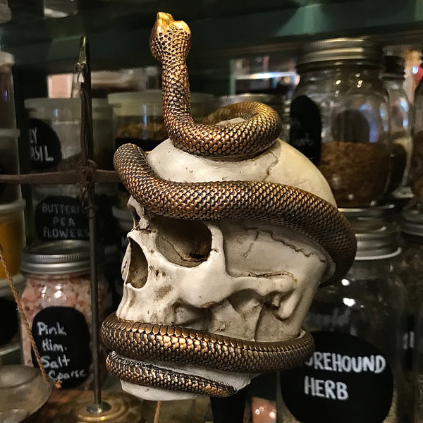 Snake Coiled Mounted Skull