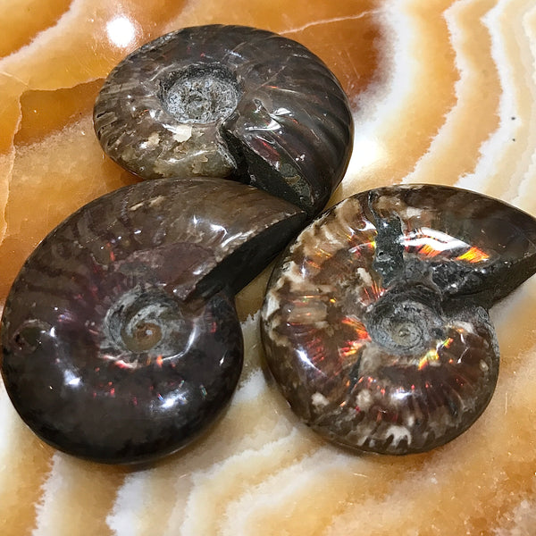 Rainbow Fossilized Ammonite