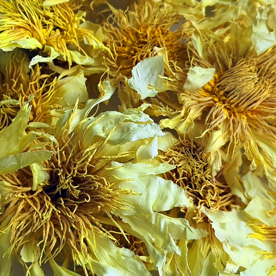 Yellow Lotus Flower 0.25 Oz