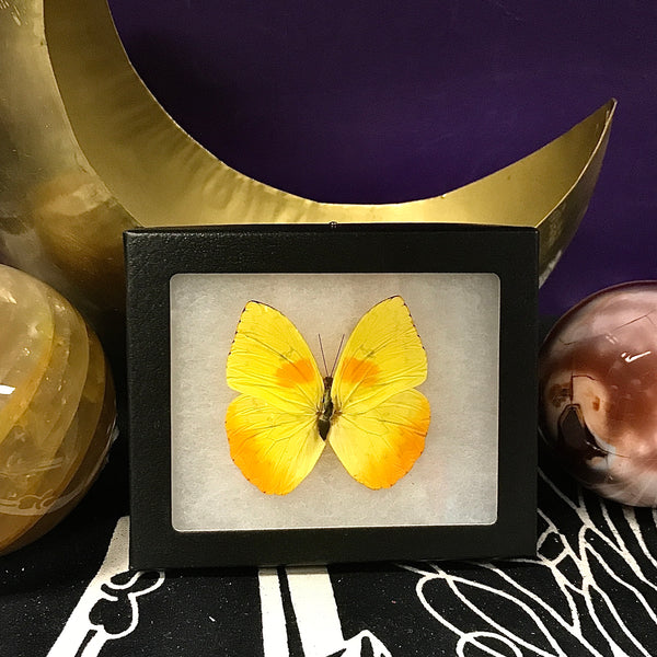 Barred Sulphur Butterfly from Peru