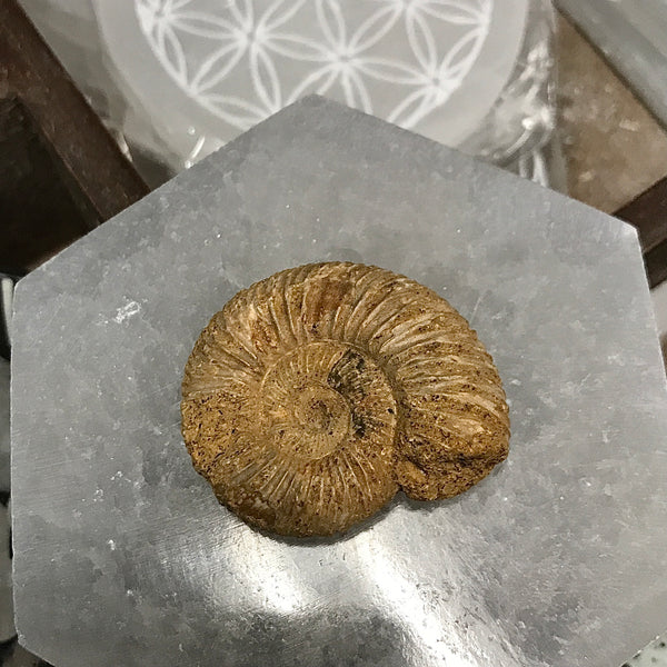 Track Ammonite