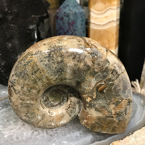 Ammonite with Dendrites 4.5 Inch