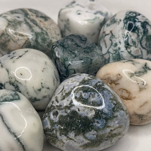 Tumbled Tree Agate Pocket Cube